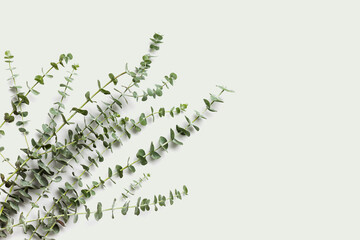 Eucalyptus leaves. Flat lay, top view, copy space