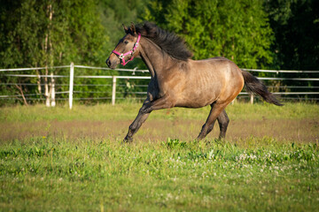 Brown horse galloping over field