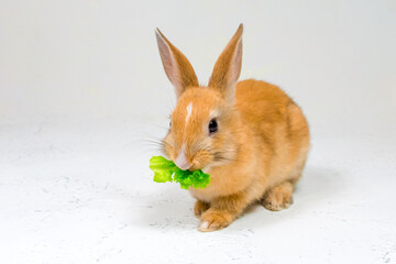 Adorable redhead bunny sitting on a white background and eating a green leaf of lettuce