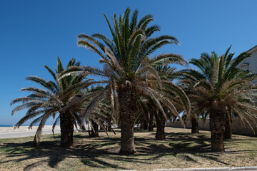 Obraz na płótnie Canvas Palms near to the coast. Apulia landscape and architecture, southern Italy view of south italian heritage site. Cityscape of a unique Mediterranean jewel.