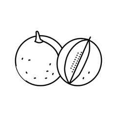 cut green melon cantaloupe line icon vector illustration