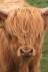 the hairy head of a shetland cattle