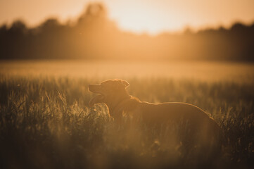 Hund bei Sonnenuntergang im Feld