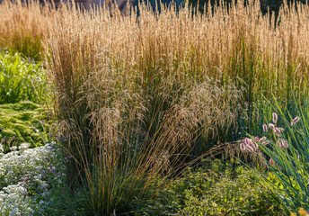 Ornamental grasses and cereals in the herb garden. Blooming meadow plants and grasses.