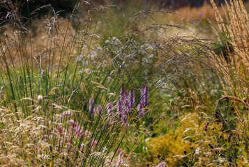 Herb garden with ornamental grasses and herbs in autumn. Decorative grasses and cereals in landscape design. Autumn garden.