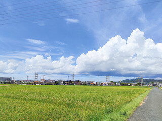 夏の空と稲穂の田園風景