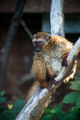 Portrait of wild brown lemur standing on tree branch