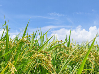 稲穂と青空の田園風景