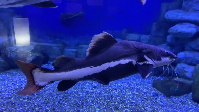 Catfish swimming in the aquarium close up view