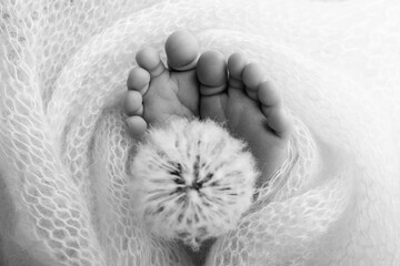 The tiny foot of a newborn baby. Soft feet of a new born in a wool blanket. Close up of toes, heels and feet of a newborn. Dandelion flower in the legs of baby. Macro photography. Black and white.