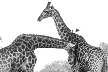 black and white giraffe on white