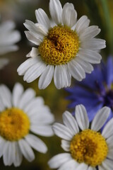 Fototapeta premium close up of a flower , macro flower portrait 