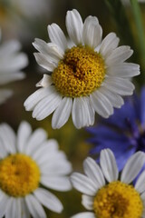 Fototapeta premium close up of a flower , macro flower portrait 