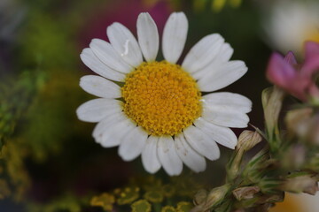 Fototapeta premium close up of a flower , macro flower portrait 