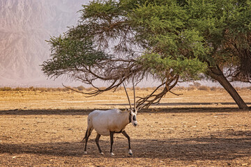 Gemsbok or Oryx gazella in Hay-Bar Yotvata Nature Reserve, Israel