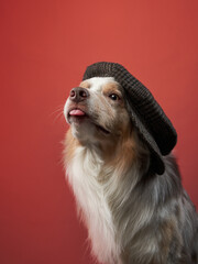 funny dog in a cap on a red background. Charming border collie. pet in the studio