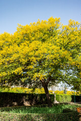 Fototapeta premium Background with tree with yellow flowers