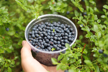 Fresh blueberries in a plate, wild fruits.