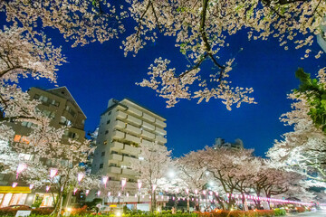 Harimazaka sakuramiki cherry alley  in Bynkyo city of Tokyo  - people under cherry tree blossoms