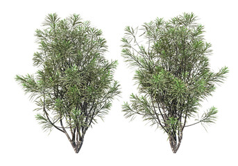 Tree on a transparent background
