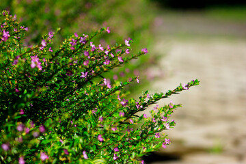 flowers in the garden. Mexican heathers with little pink flowers. 