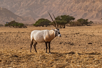 Gemsbok or Oryx gazella in Hay-Bar Yotvata Nature Reserve, Israel