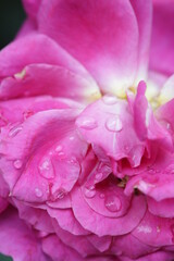 Fototapeta premium close up of a flower , macro flower portrait 