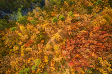 autumn colours in forest form above, captured with a drone.