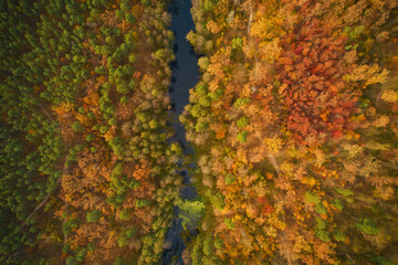 Aerial top down view of autumn forest with green and yellow trees. Mixed deciduous and coniferous...