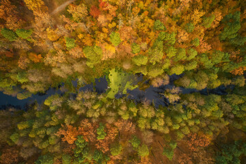 Aerial top down view of autumn forest with green and yellow trees. Mixed deciduous and coniferous forest.