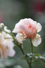 close up of a flower , macro flower portrait 