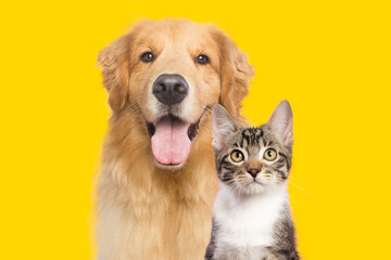 cute kitty cat and golden retriever dog together 