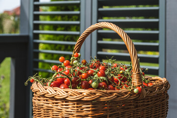 Świeży pomidor © Adam