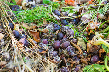 Pile of rotten plums on the ground, food waste.