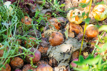 Rotten apples in the grass, food waste.