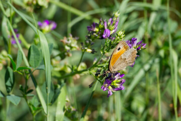Meadow brown (maniola jurtina) butterfly perched on violet flower in Zurich, Switzerland