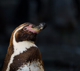 Close up of penguin against dark background with copy space