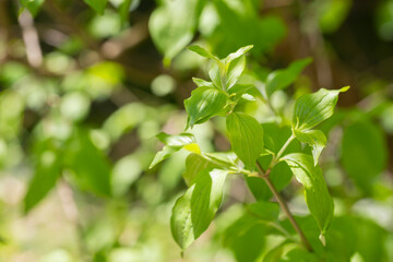 Fototapeta na wymiar Cornelian cherry dogwood leaves Cornus mas on a tree branch in spring, selective focus