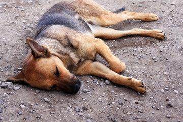地べたで眠るワイルドな野犬の写真