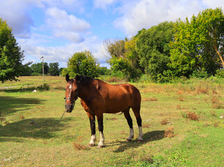 Fototapeta na wymiar Grazing horse on the field in sunny day