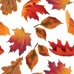 Autumn leaves pattern in vector design. November. Fall. Falling leaves