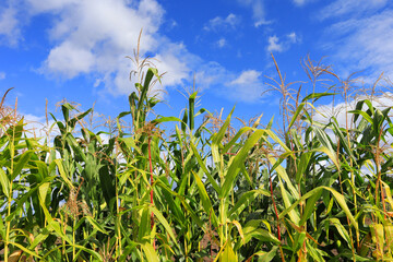 Corn field in sunny day	