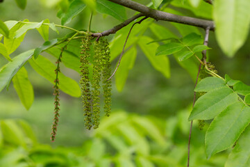 The branch of Manchurian nut-tree Juglans mandshurica with catkins