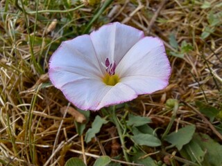 Fototapeta na wymiar close up field bindweed flower