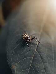 spider on a leaf