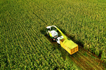 Self-propelled Harvester on maize cutting for silage. Forage harvester in harvest season. Tractor work on corn harvesting in field. Farm equipment and farming machine. Agriculture concept. - obrazy, fototapety, plakaty