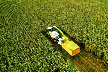 Fotobehang Self-propelled Harvester on maize cutting for silage. Forage harvester in harvest season. Tractor work on corn harvesting in field. Farm equipment and farming machine. Agriculture concept. © MaxSafaniuk