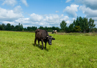 Fototapeta premium Cow in field, drone view. Cows graze on field with green grass at farm. Farm field with cow grazes eating grass to make fresh milk. Floating farms in field Cows and livestock. Animal husbandry.