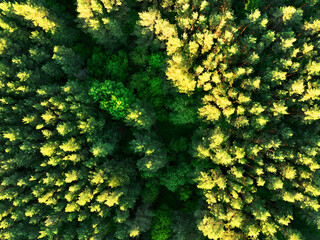 Forest background, top view. Forest in golden colors of autumn. Fresh fir trees in orange background. Green trees in forest with green grass and green field, aerial view. Ecosystem, Environment, co2.