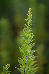 681-67 Golden Promise